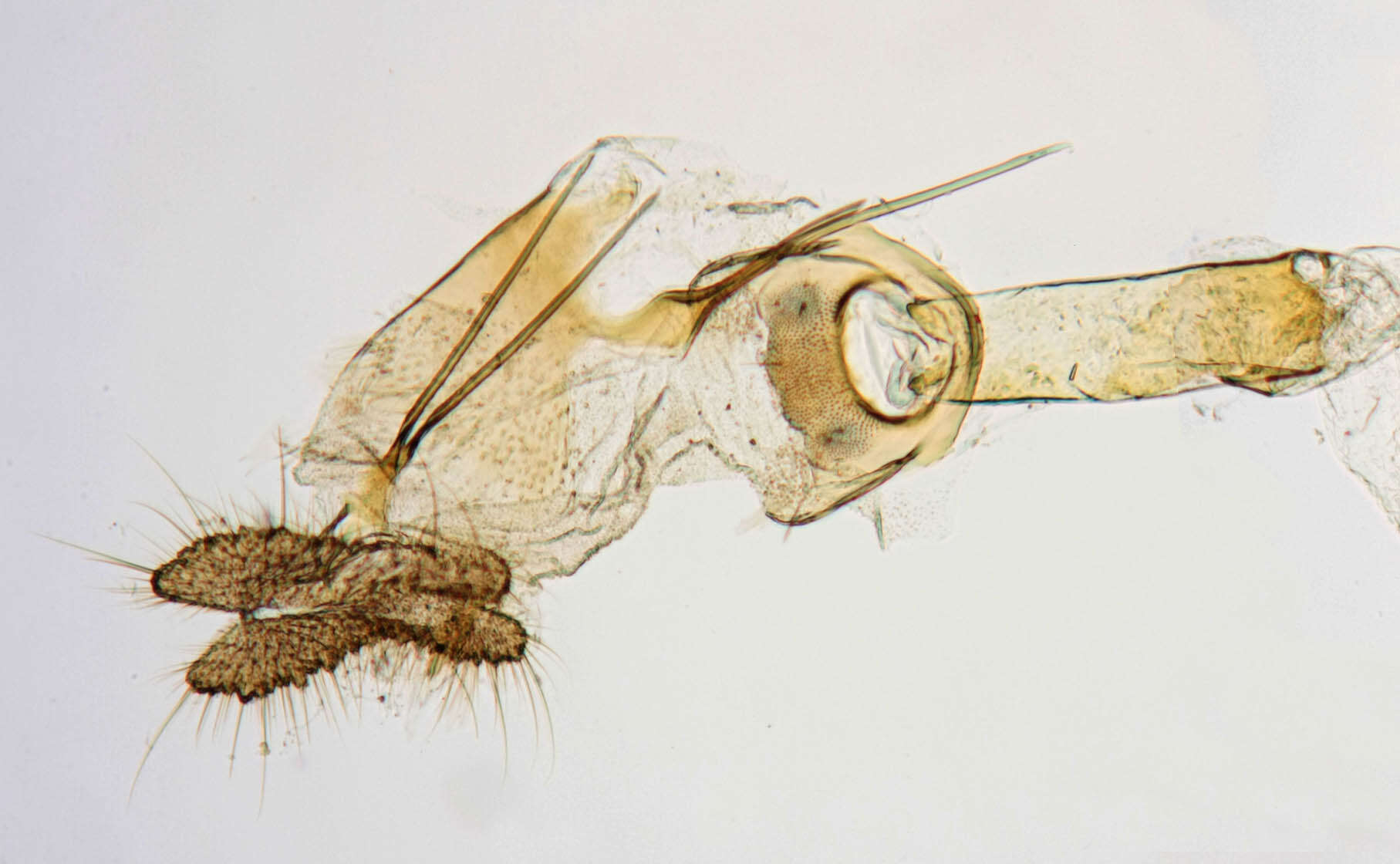 Image of Notocelia rosaecolana Doubleday 1835