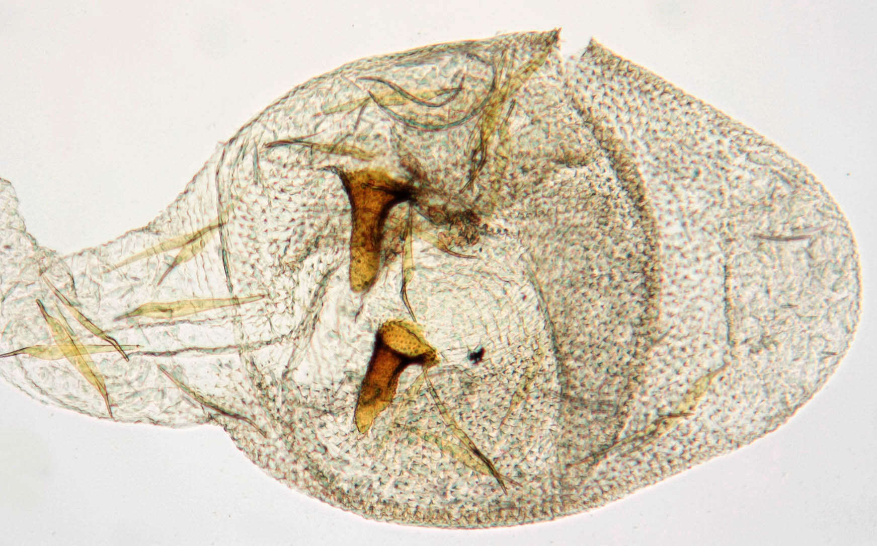 Image of Notocelia rosaecolana Doubleday 1835