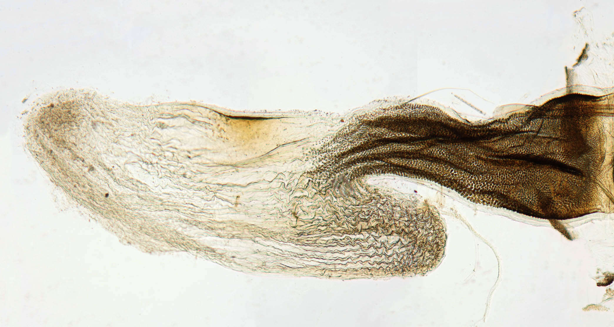 Image of Tawny Marbled Minor