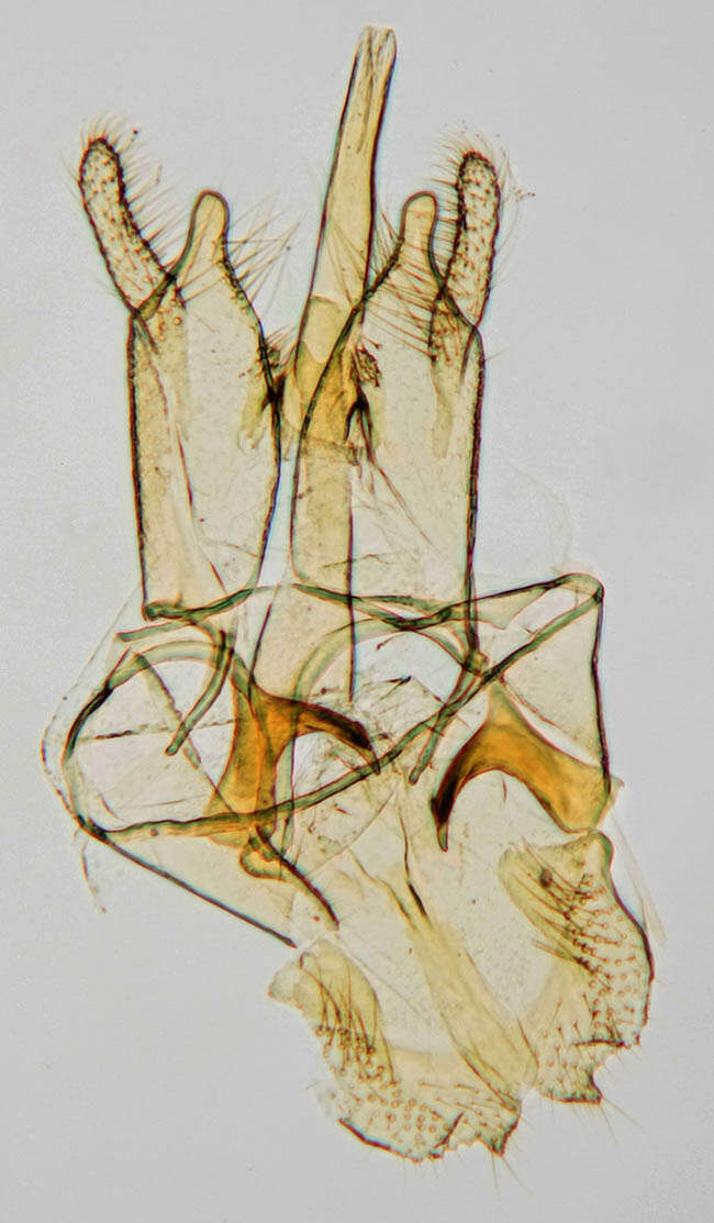 Image de Nemapogon cloacella (Haworth 1828)