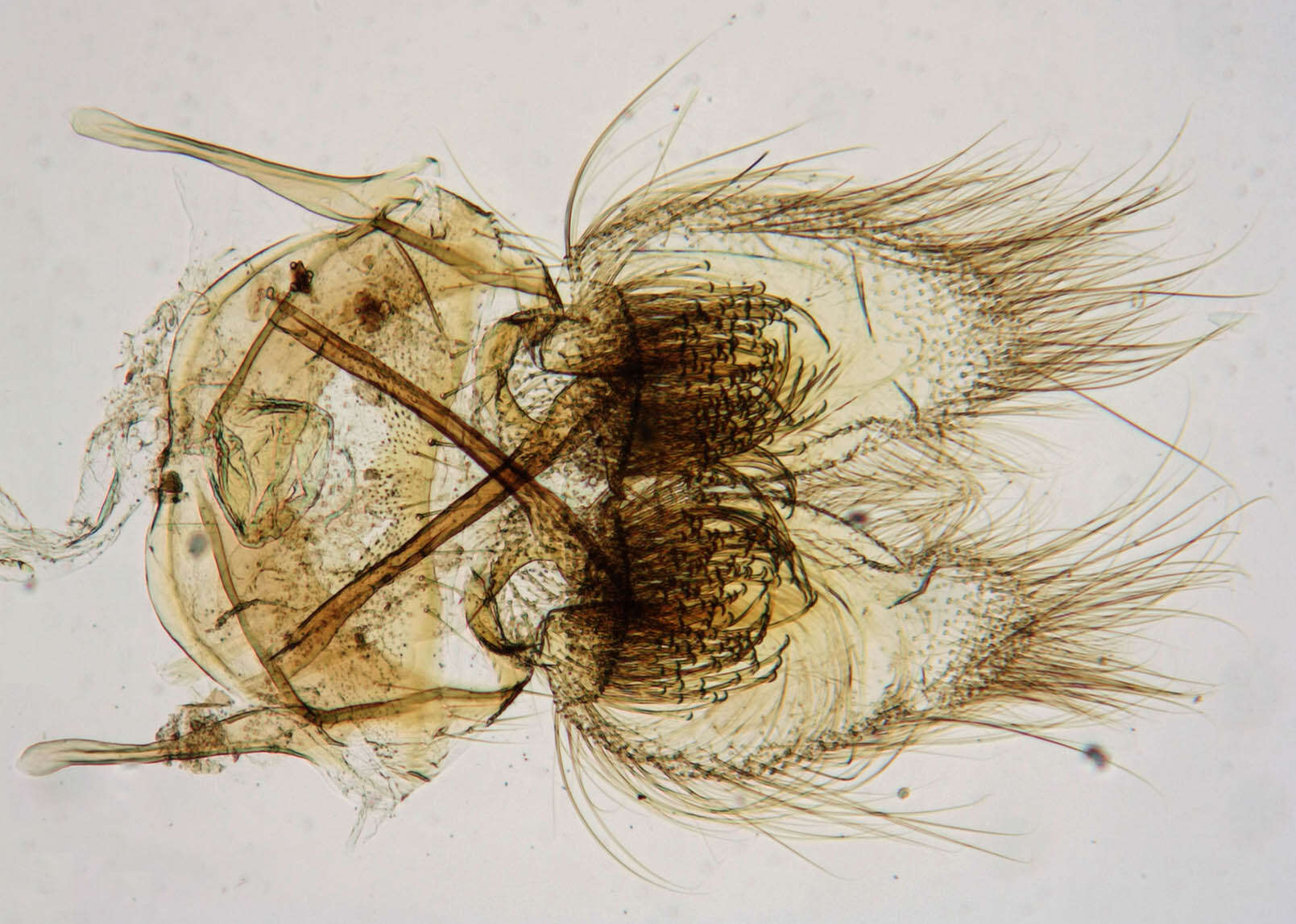 Image of Cnephasia stephensiana Doubleday 1849