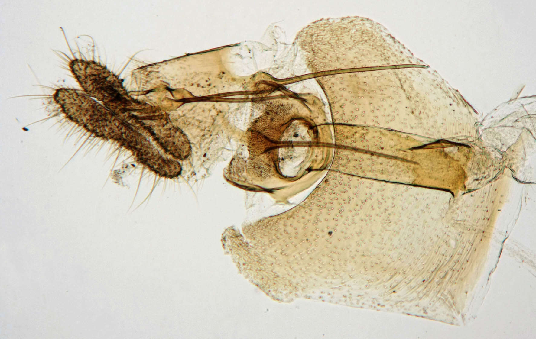 Image of Notocelia rosaecolana Doubleday 1835