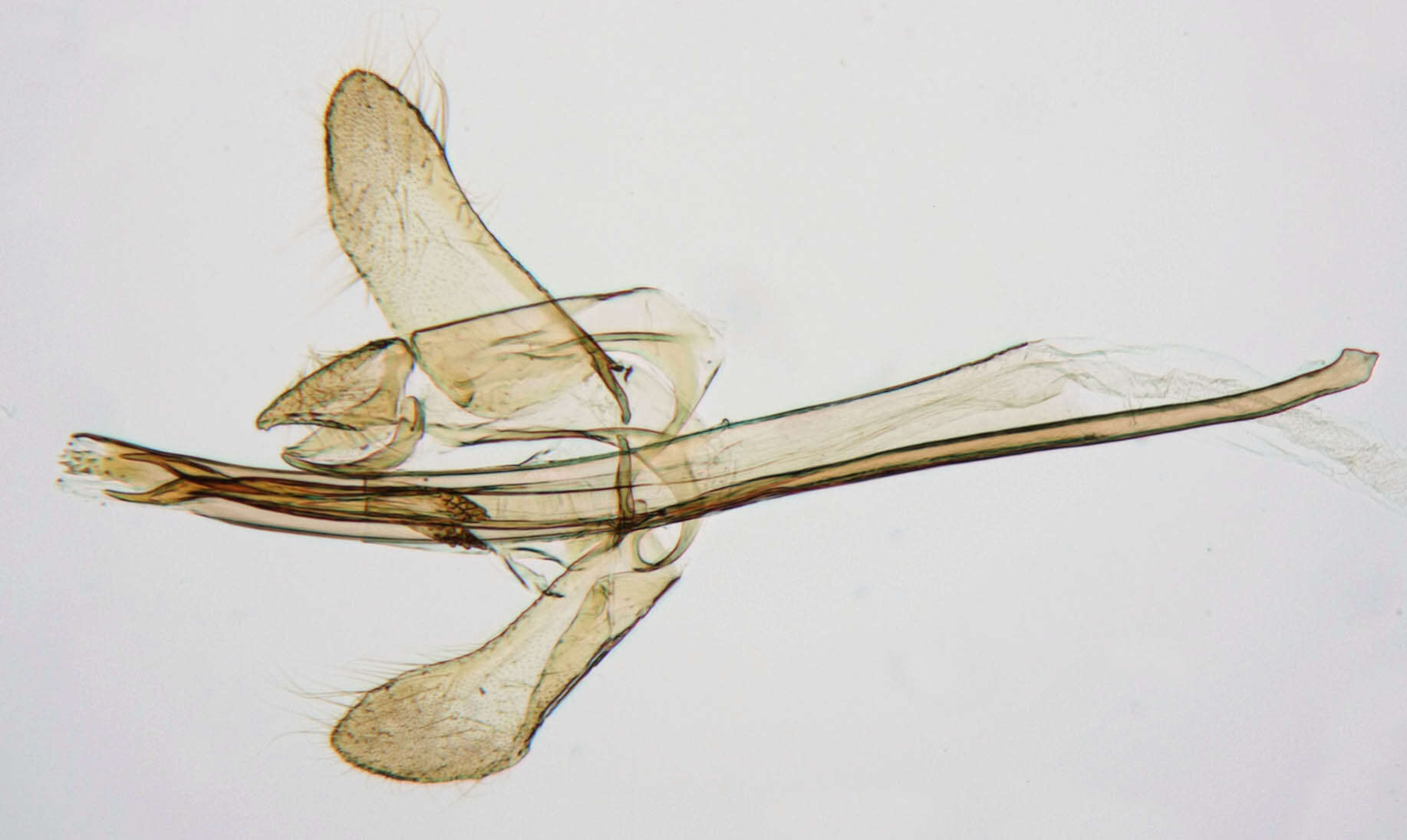 Image de Tinea pellionella Linnaeus 1758