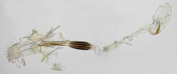 Image of Coleophora binderella Kollar 1832