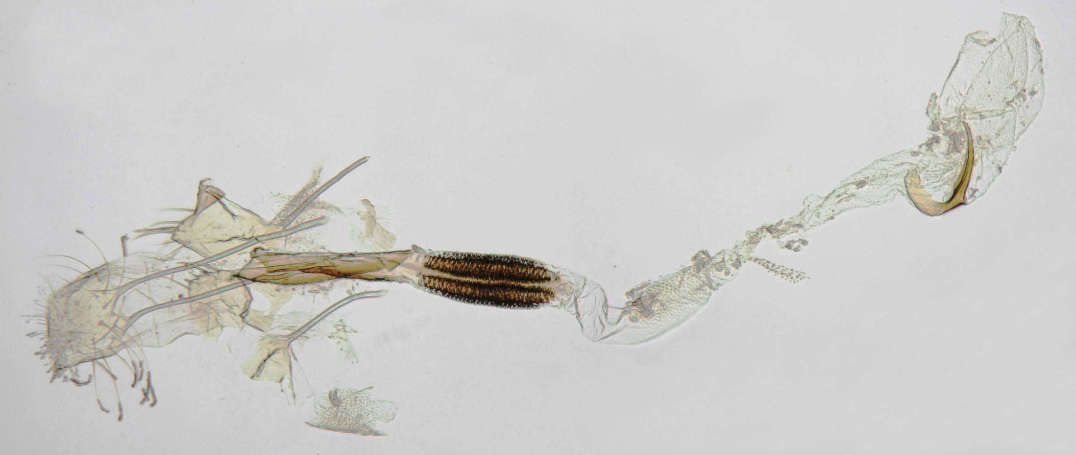 Image of Coleophora binderella Kollar 1832