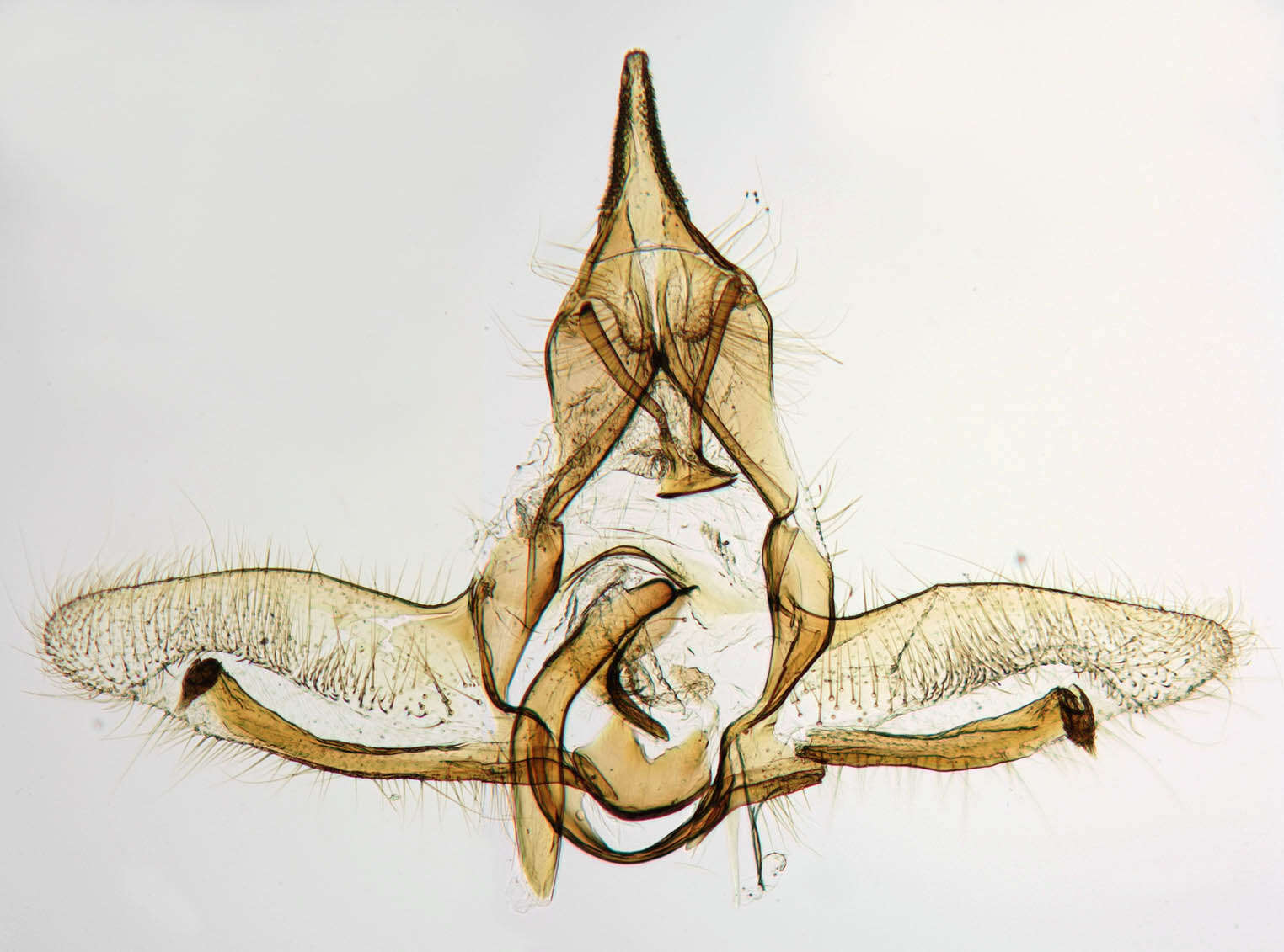 Image of Cnephasia stephensiana Doubleday 1849