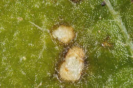 Image of Cercospora mercurialis Pass. 1877