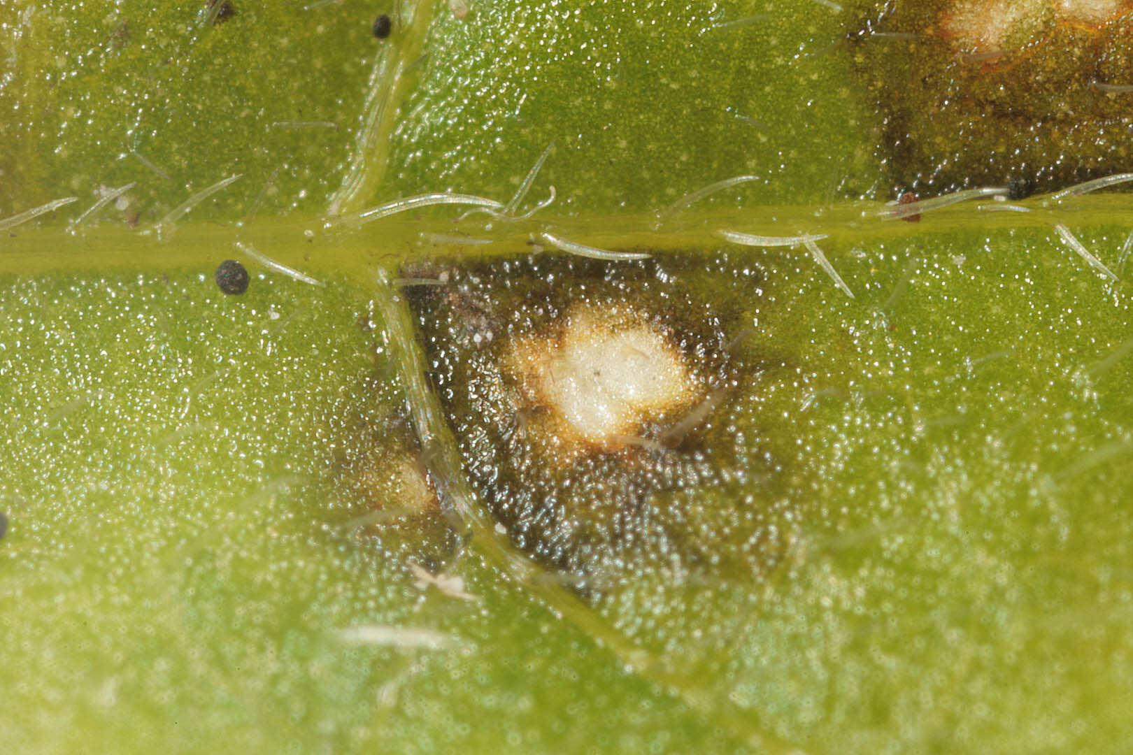 Image de Cercospora mercurialis Pass. 1877