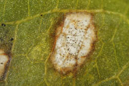 Image de Cercospora mercurialis Pass. 1877