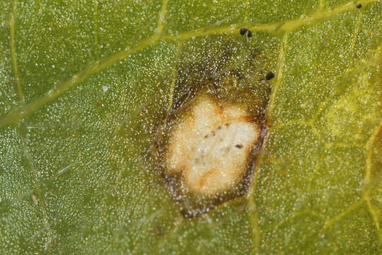 Image of Cercospora mercurialis Pass. 1877