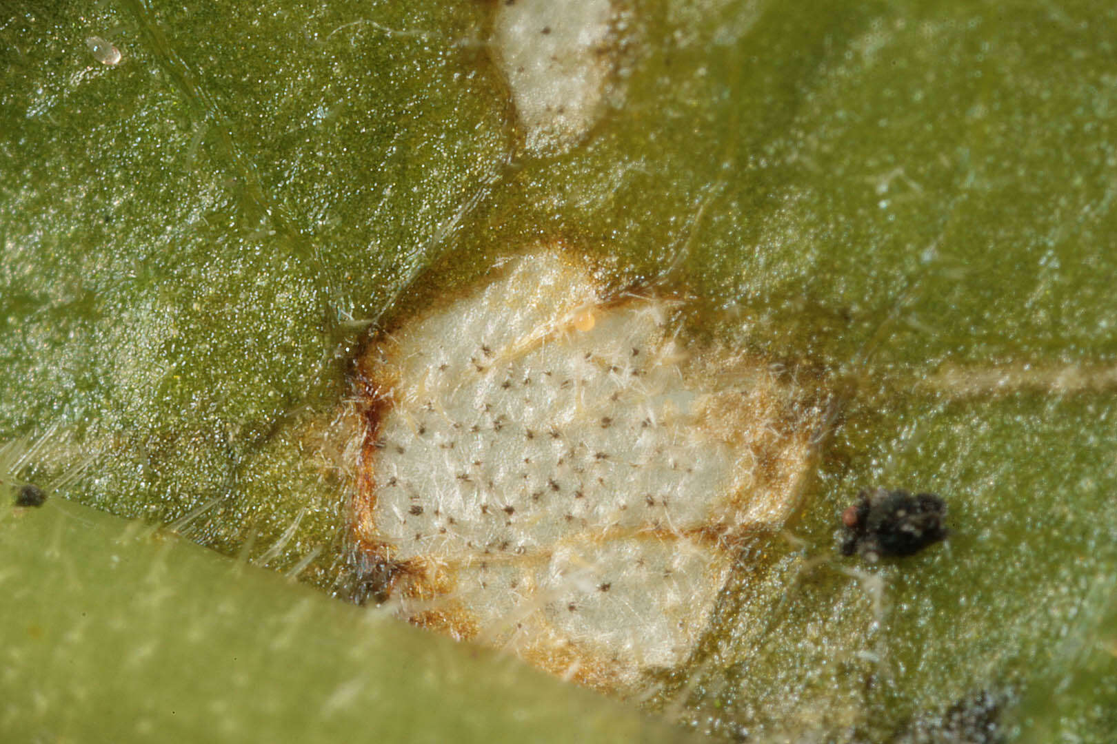 Image de Cercospora mercurialis Pass. 1877