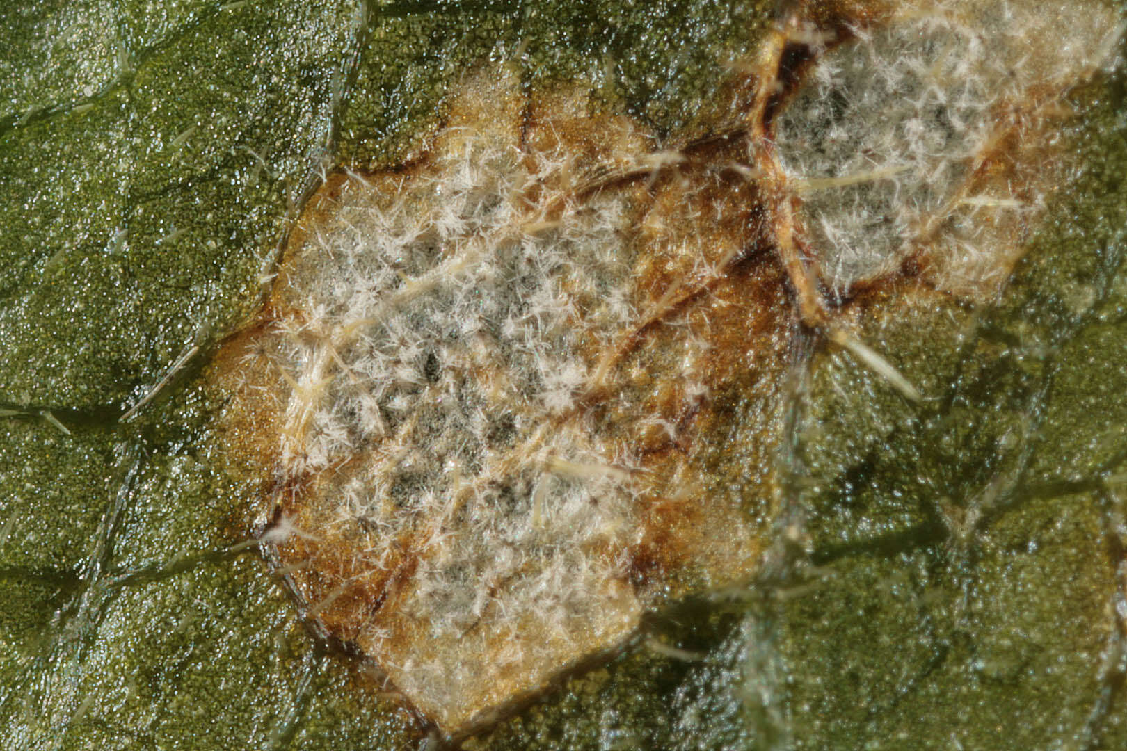 Image de Cercospora mercurialis Pass. 1877