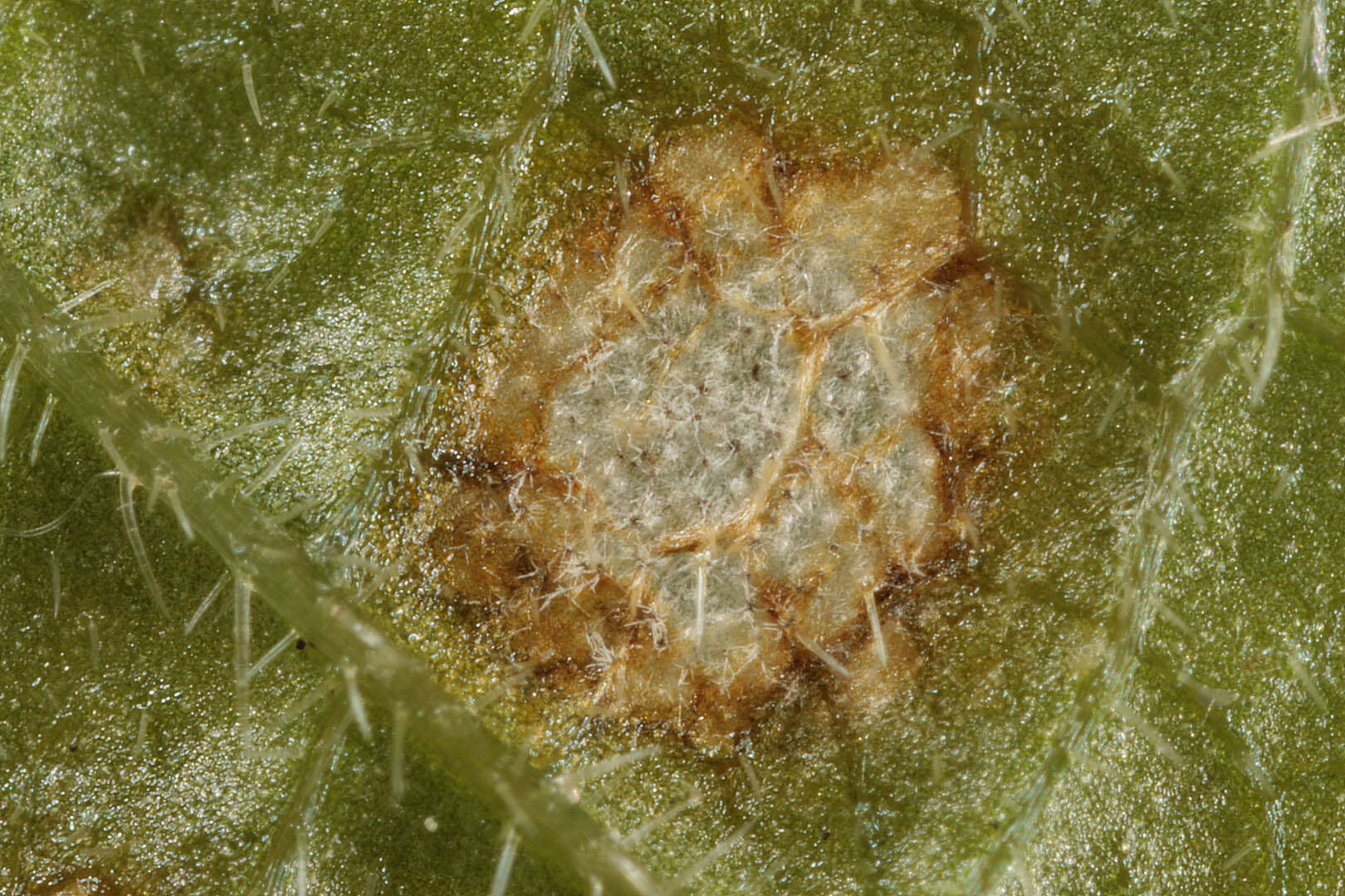 Image de Cercospora mercurialis Pass. 1877