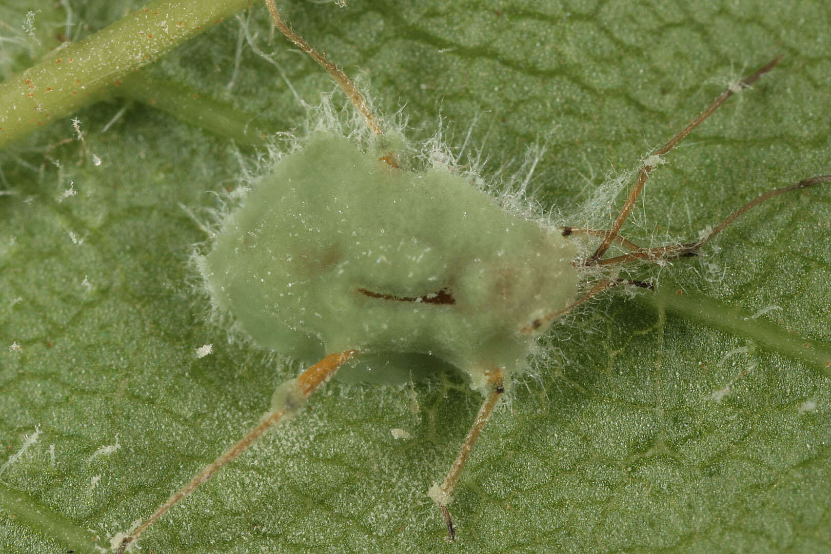 Image of Entomophthoraceae