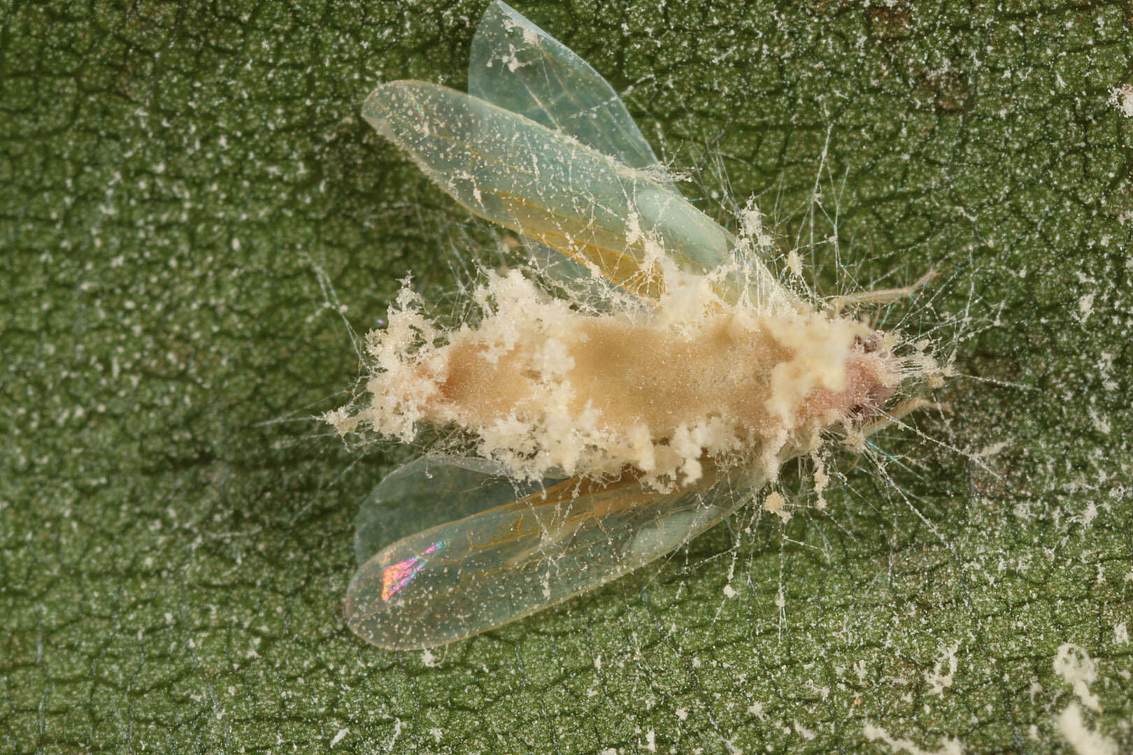 Image of Entomophthoraceae