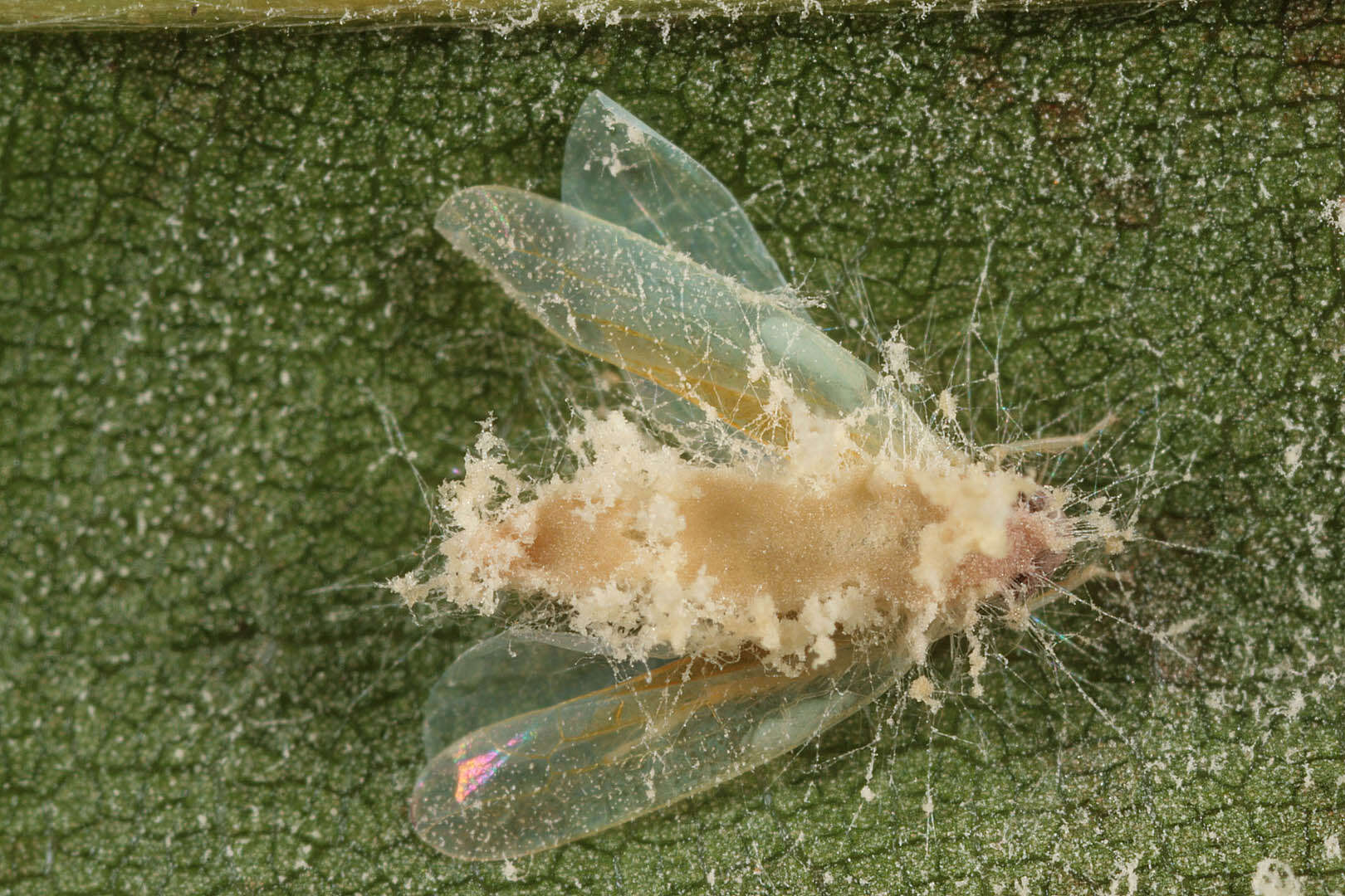 Image of Entomophthoraceae