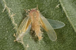 Image of Entomophthoraceae