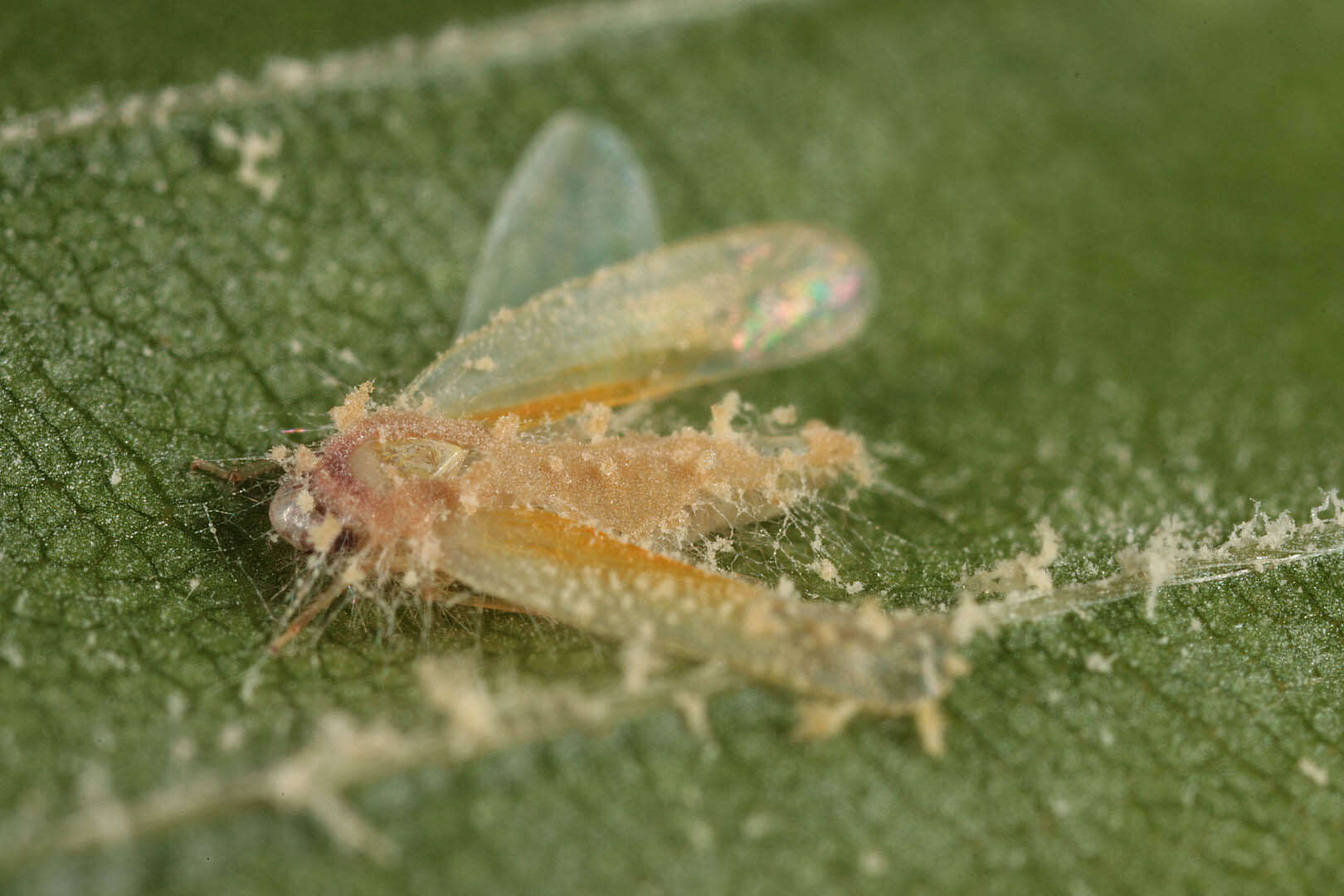 Image of Entomophthoraceae