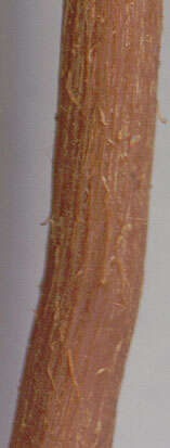 Image of Laccaria laccata (Scop.) Cooke 1884