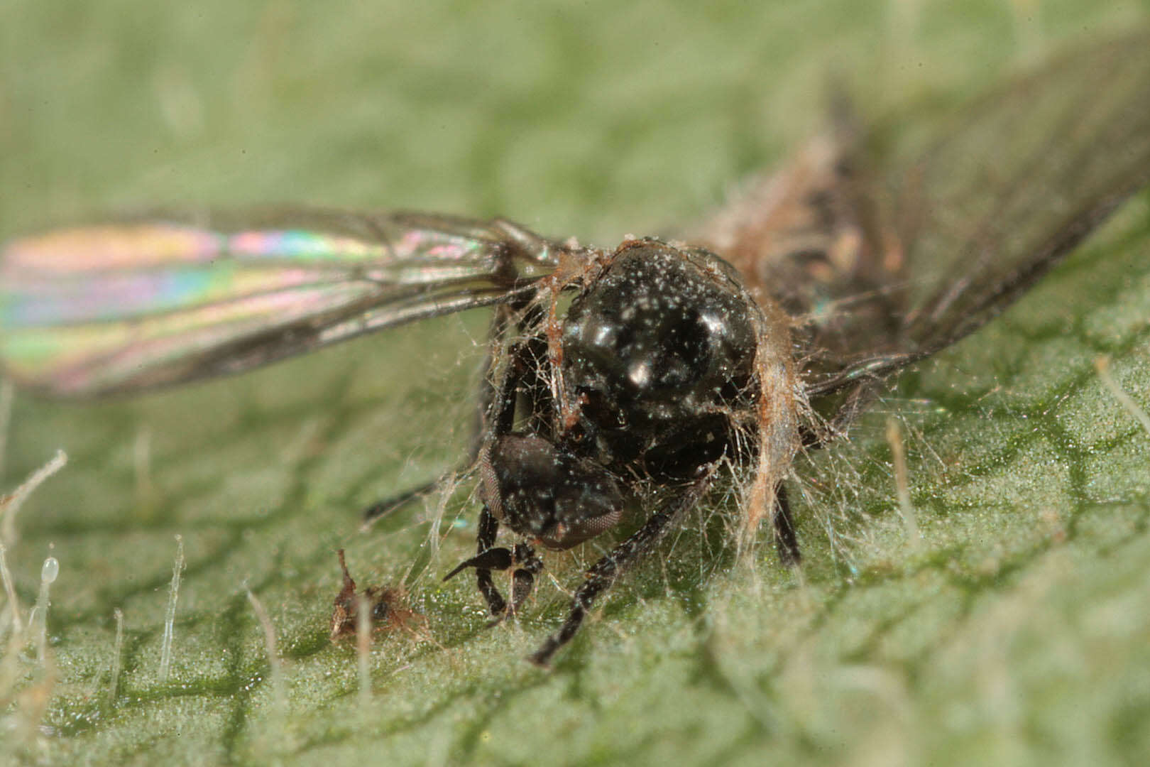 Image of Erynia radicans (Bref.) Humber, Ben Ze'ev & R. G. Kenneth 1981