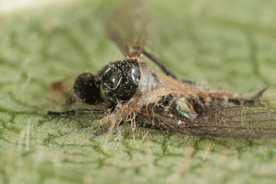 Image of Erynia radicans (Bref.) Humber, Ben Ze'ev & R. G. Kenneth 1981