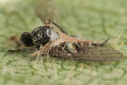 Image of Erynia radicans (Bref.) Humber, Ben Ze'ev & R. G. Kenneth 1981