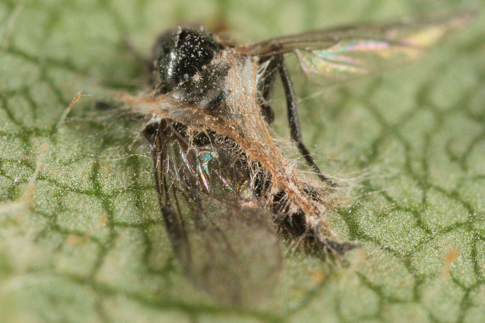 Image of Erynia radicans (Bref.) Humber, Ben Ze'ev & R. G. Kenneth 1981