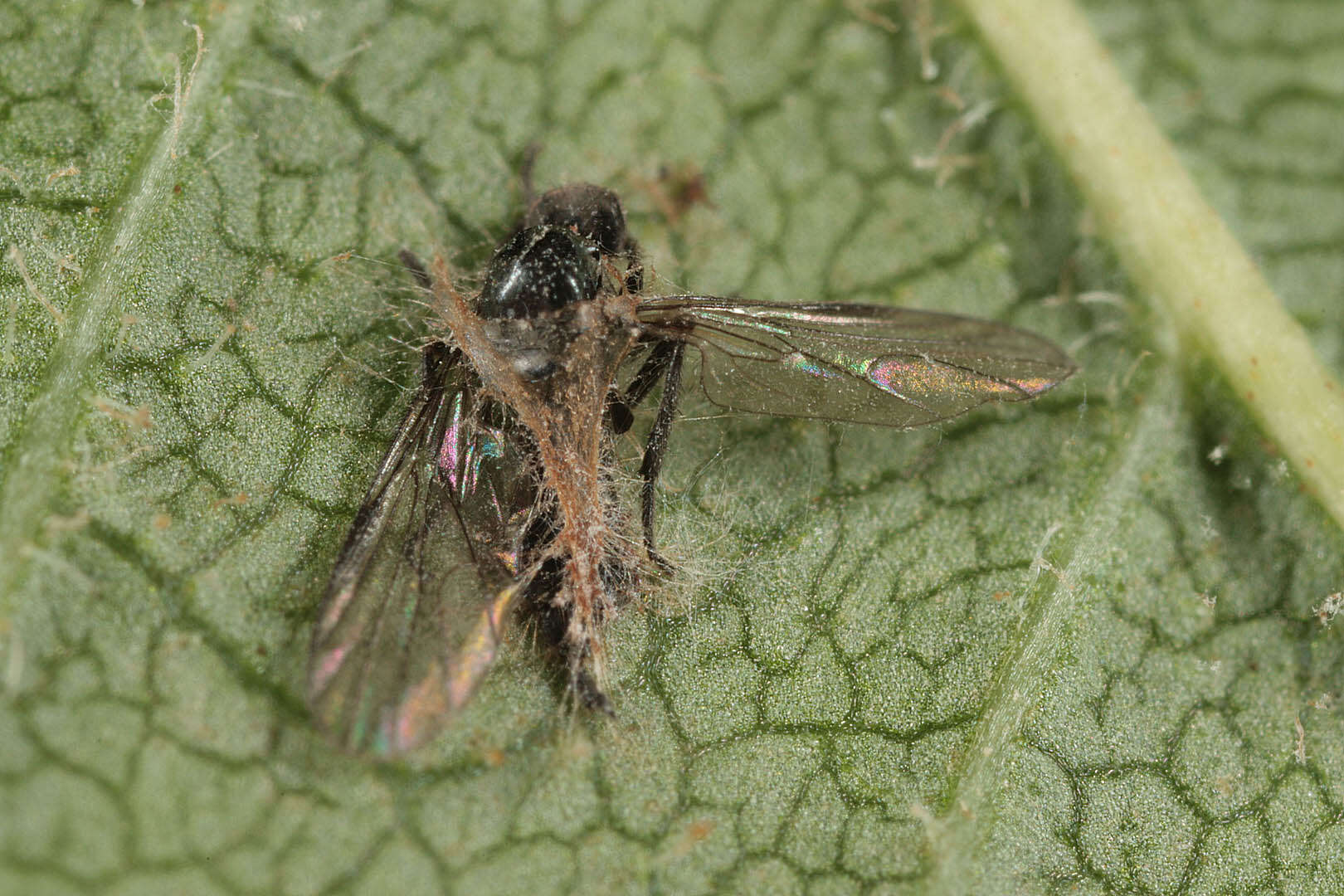 Image of Erynia radicans (Bref.) Humber, Ben Ze'ev & R. G. Kenneth 1981