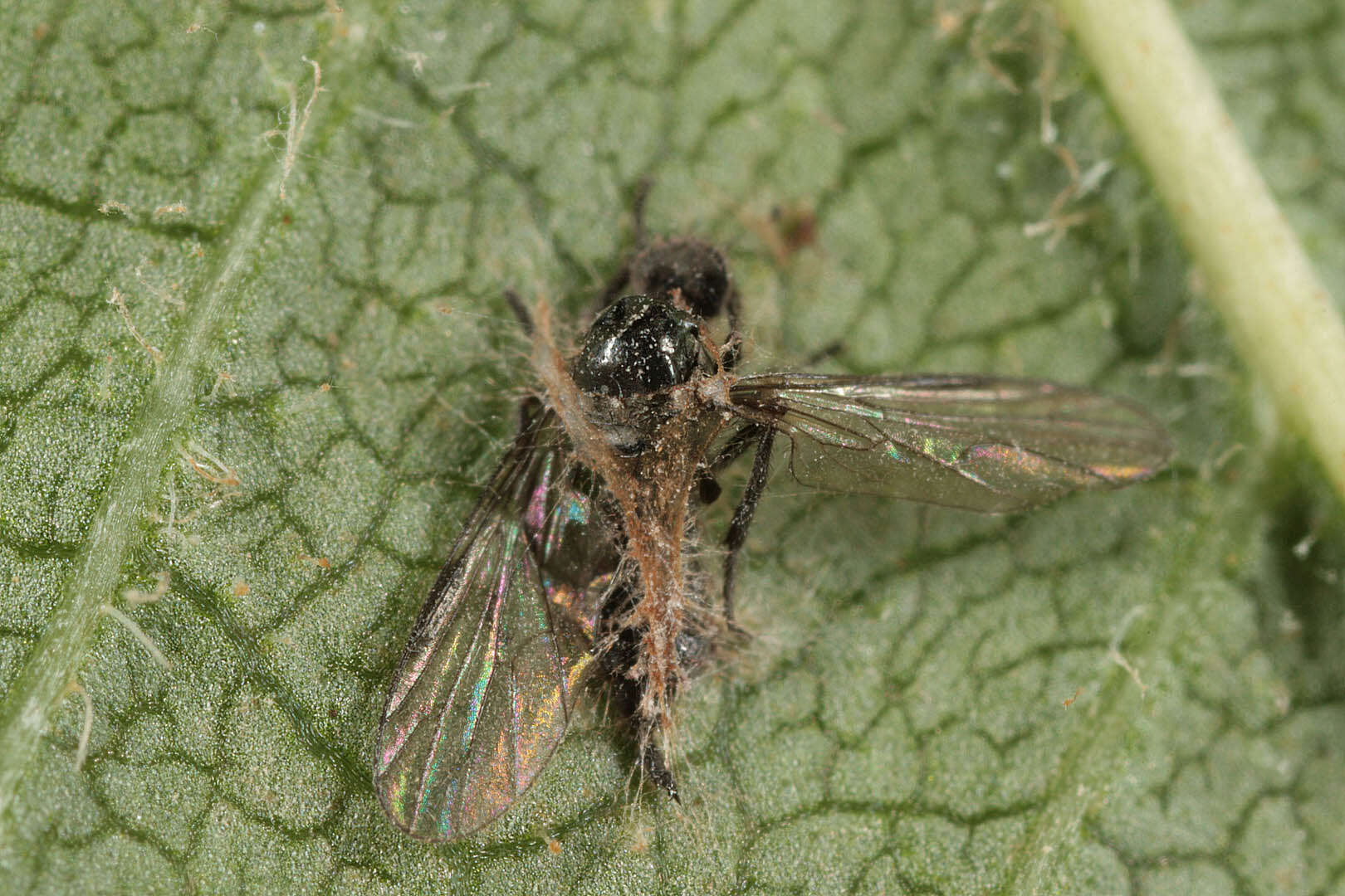 Image of Erynia radicans (Bref.) Humber, Ben Ze'ev & R. G. Kenneth 1981