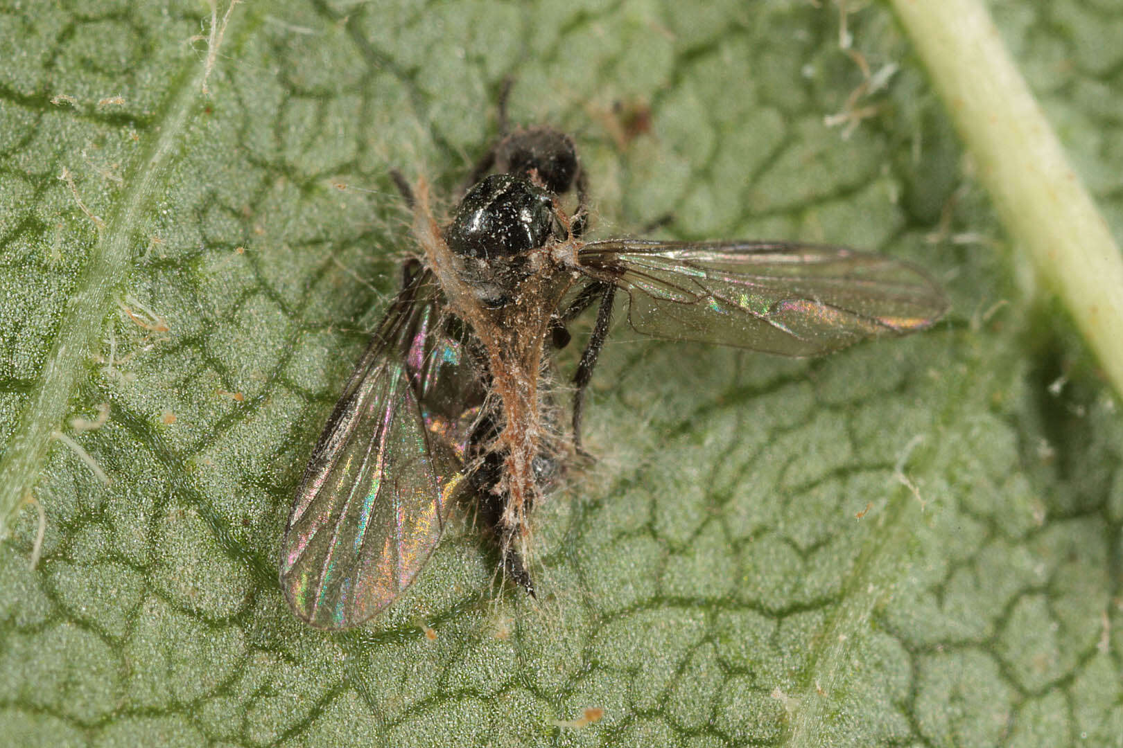 Image of Erynia radicans (Bref.) Humber, Ben Ze'ev & R. G. Kenneth 1981