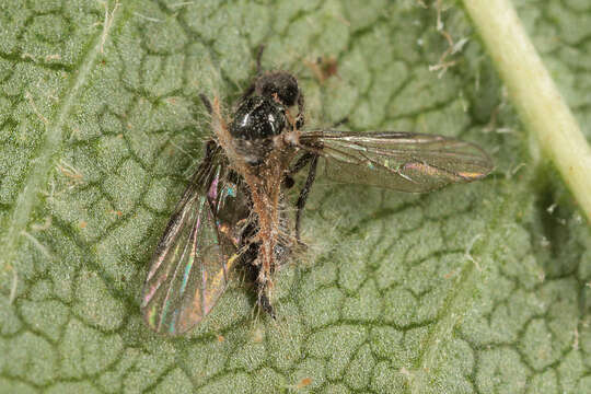 Image of Erynia radicans (Bref.) Humber, Ben Ze'ev & R. G. Kenneth 1981