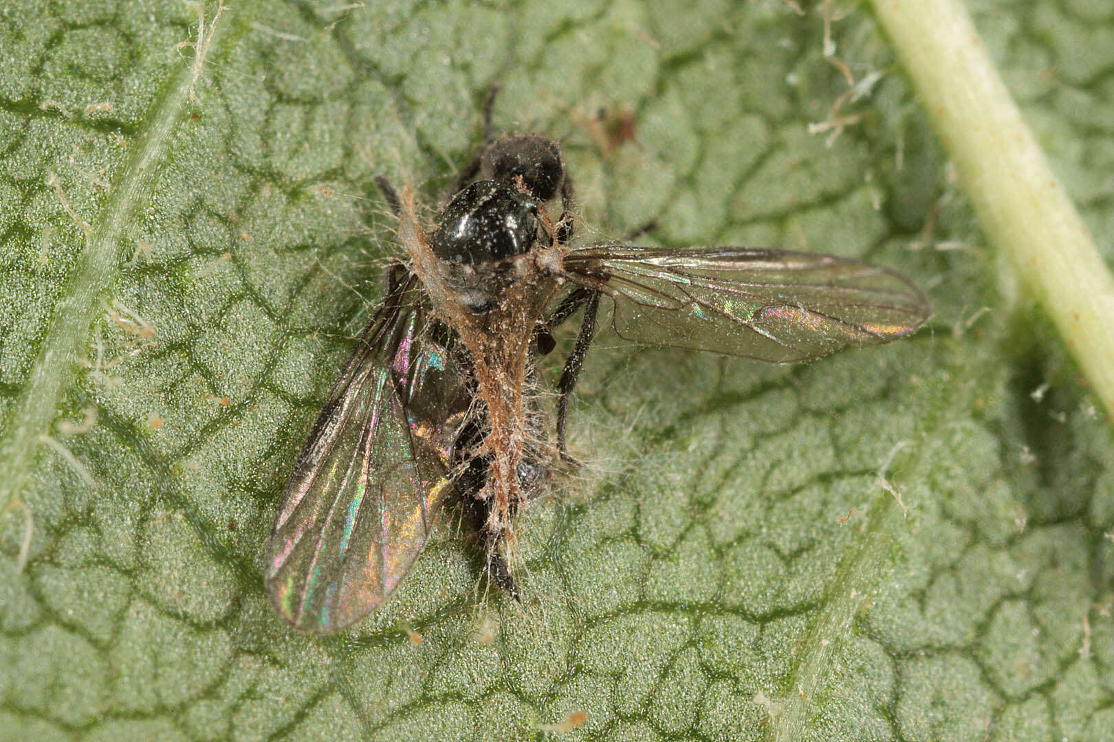 Image of Erynia radicans (Bref.) Humber, Ben Ze'ev & R. G. Kenneth 1981