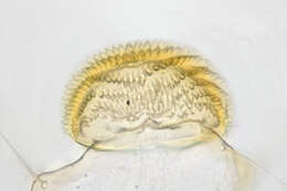 Image of Coleophora flavipennella Duponchel 1843