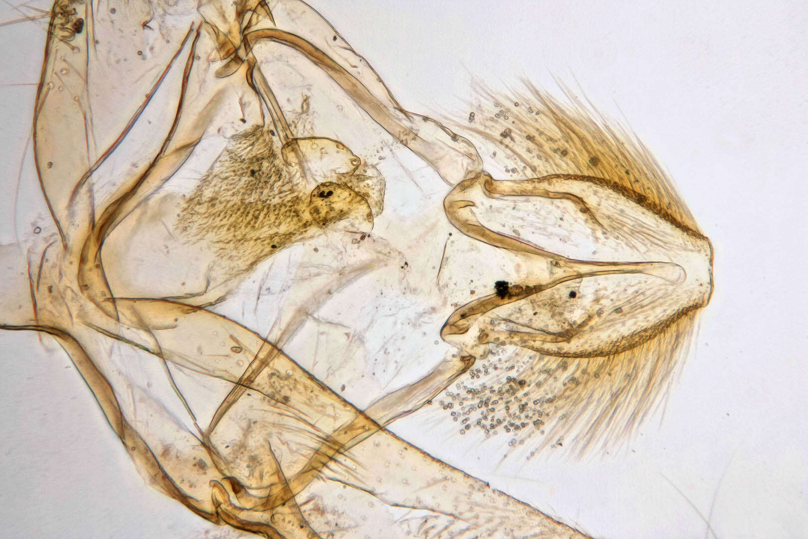 Image of Eudonia angustea Curtis 1827
