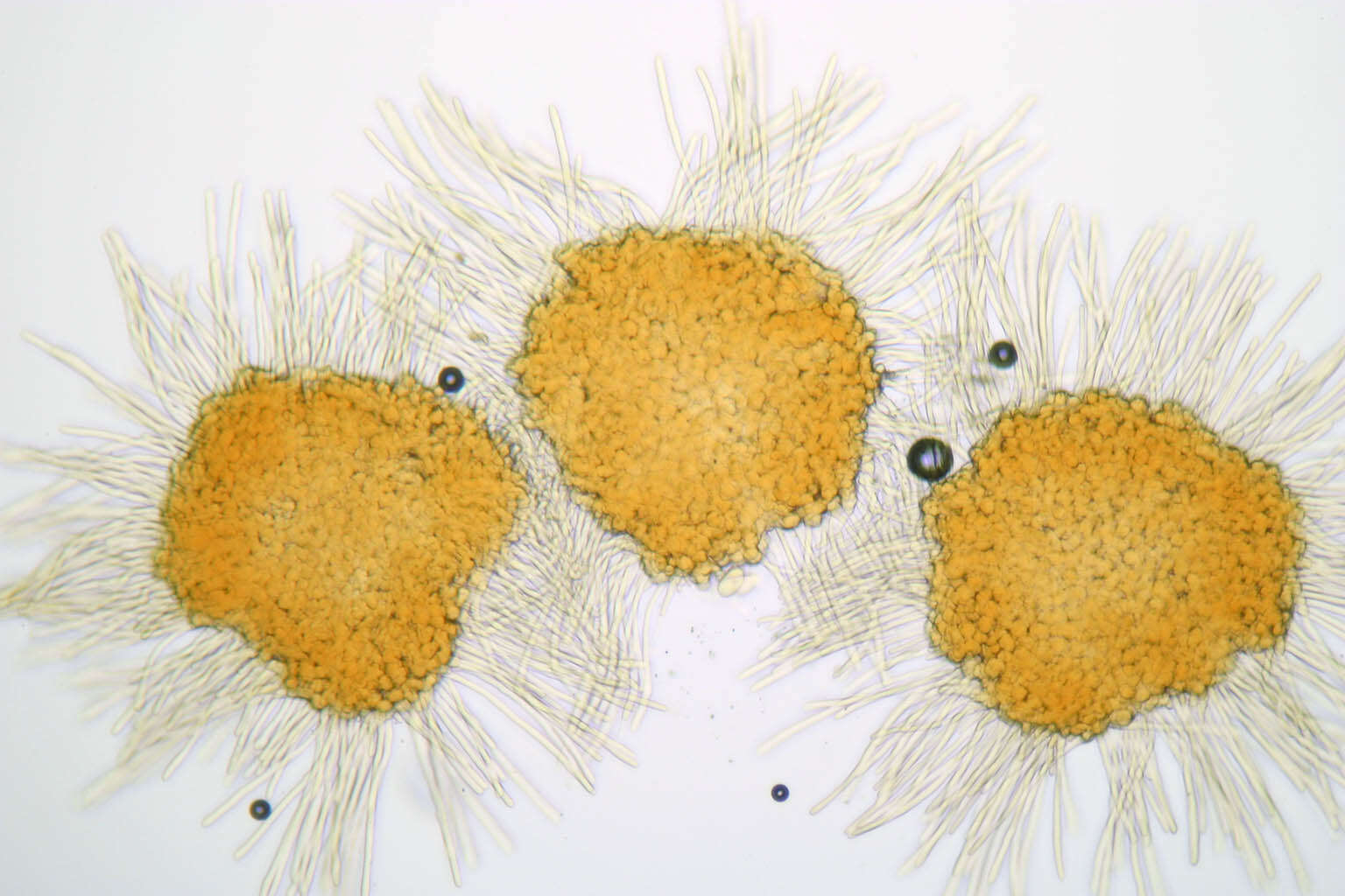 Image of Hyalopeziza