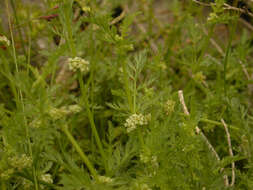 Torilis nodosa (L.) Gaertner resmi