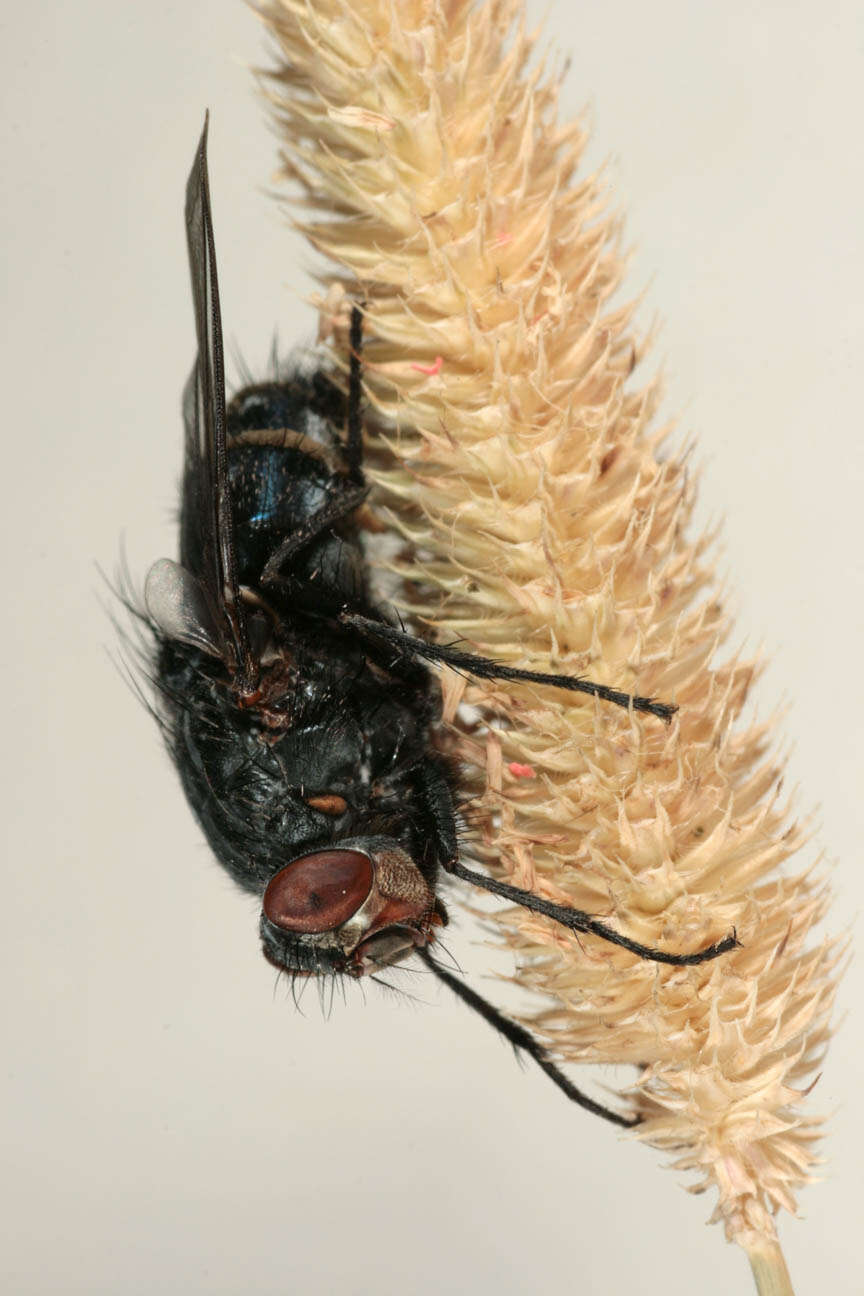 Image of Entomophthora muscae (Cohn) Fresen. 1856