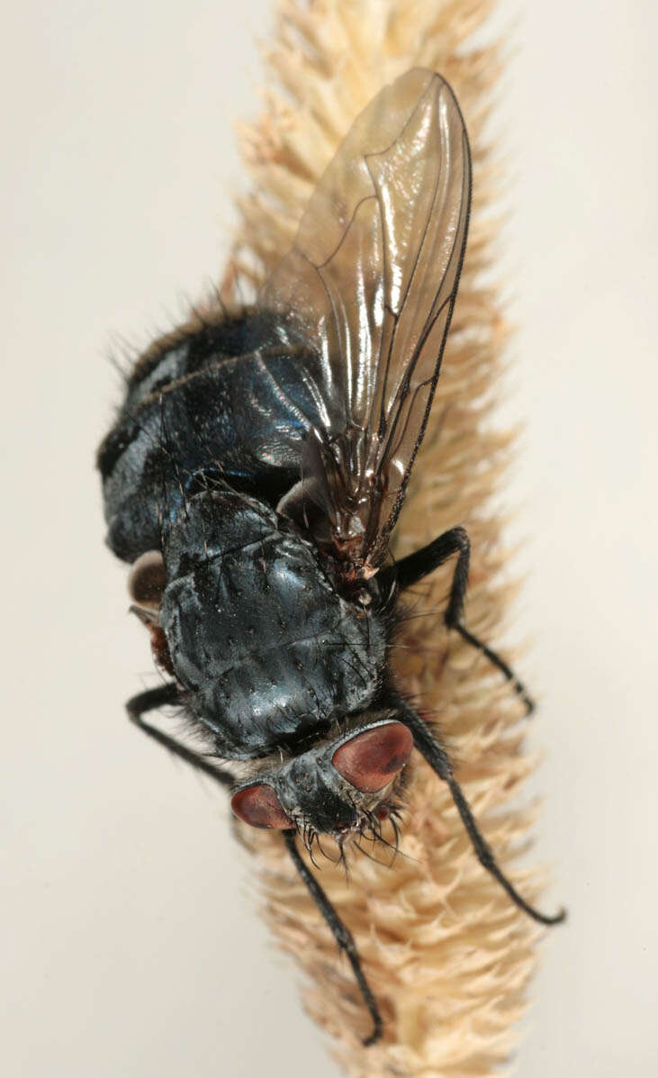 Image of Entomophthora muscae (Cohn) Fresen. 1856