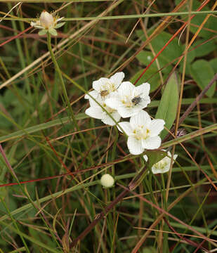 Image of Parnassiaceae