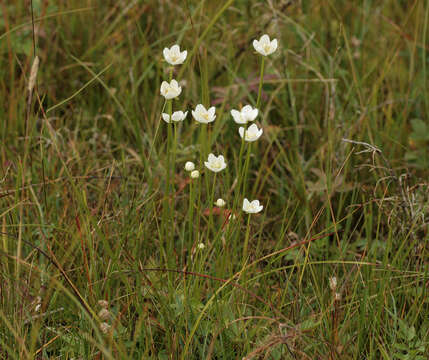 Image of Parnassiaceae