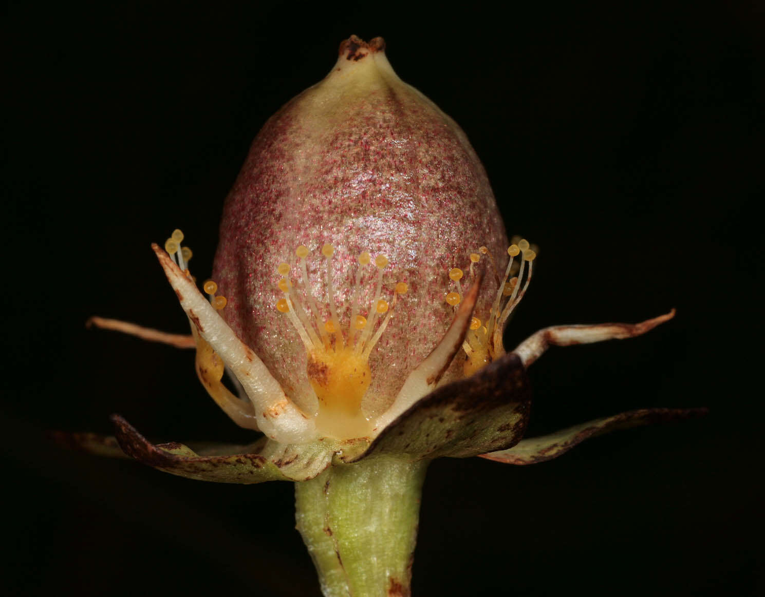 Image of Parnassiaceae