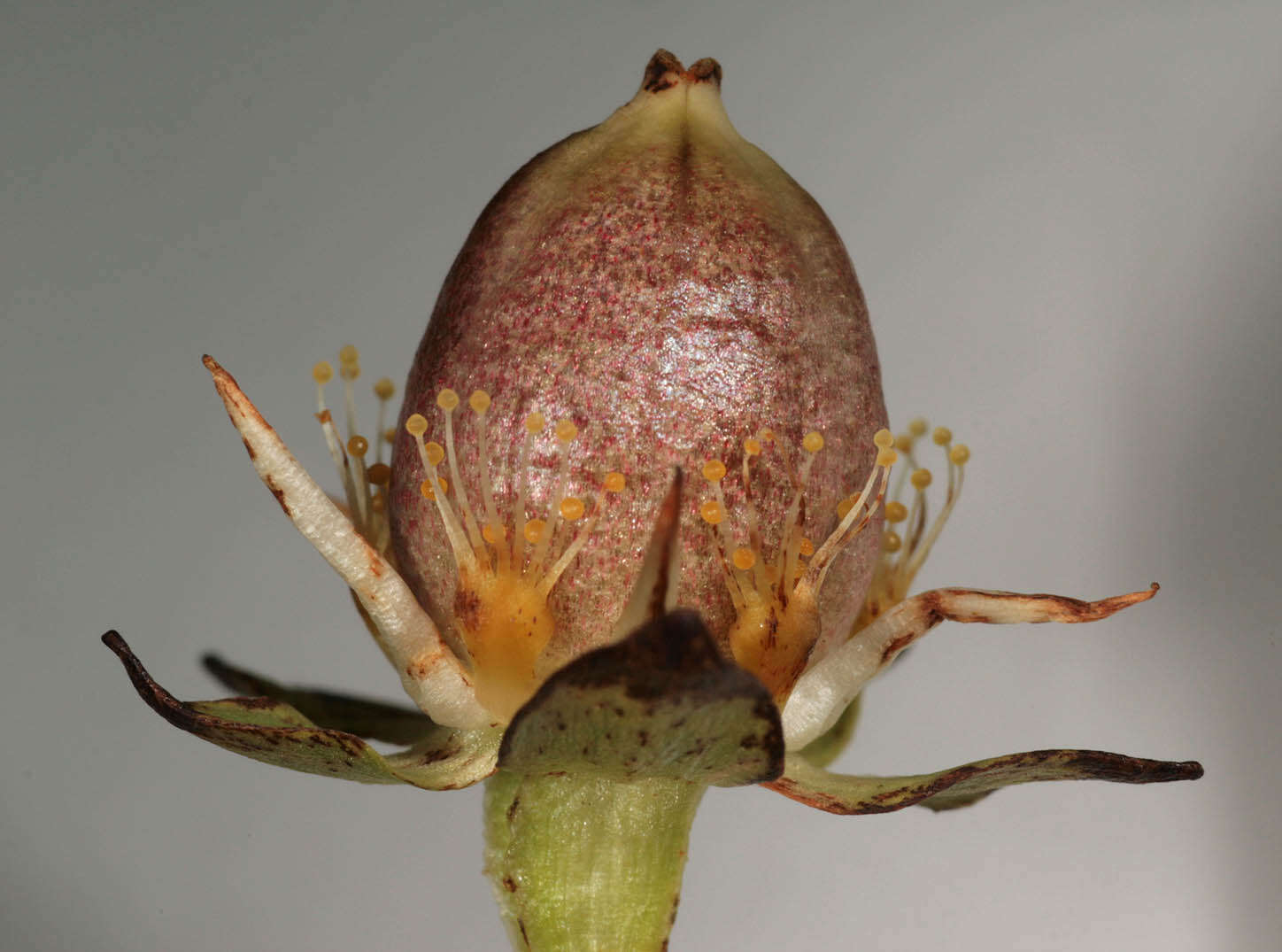 Image of Parnassiaceae