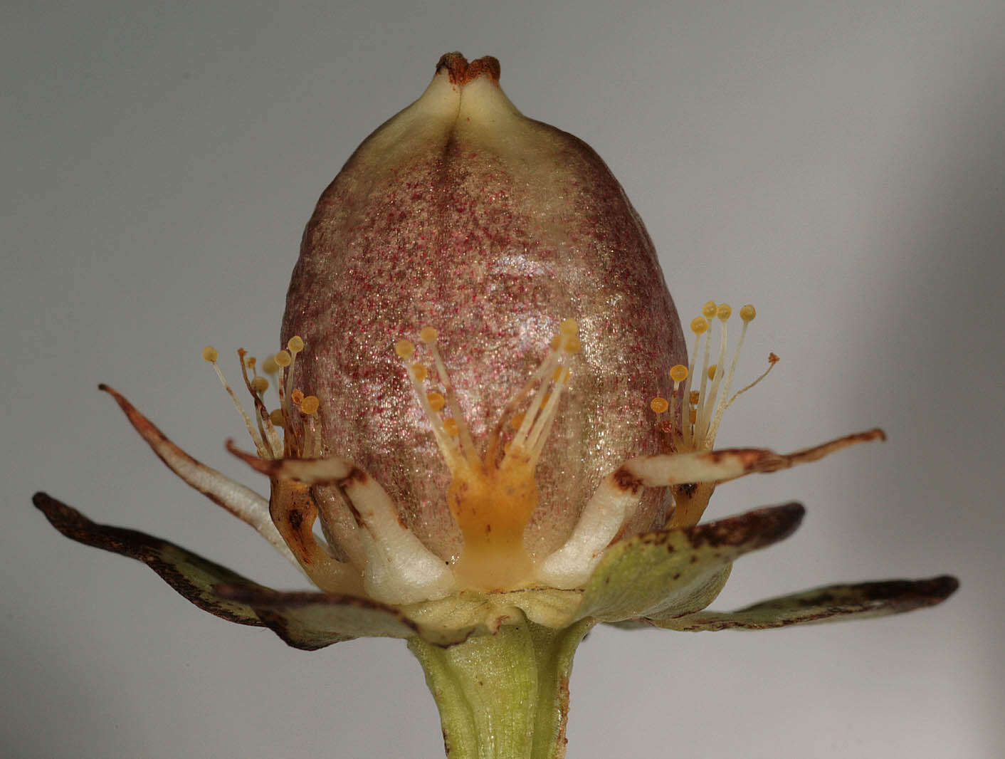 Image of Parnassiaceae