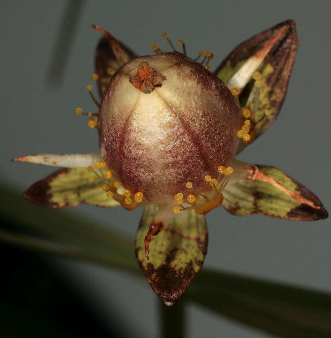 Image of Parnassiaceae