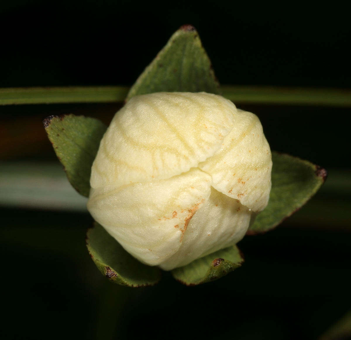 Image of Parnassiaceae