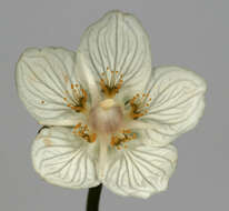 Image of Parnassiaceae