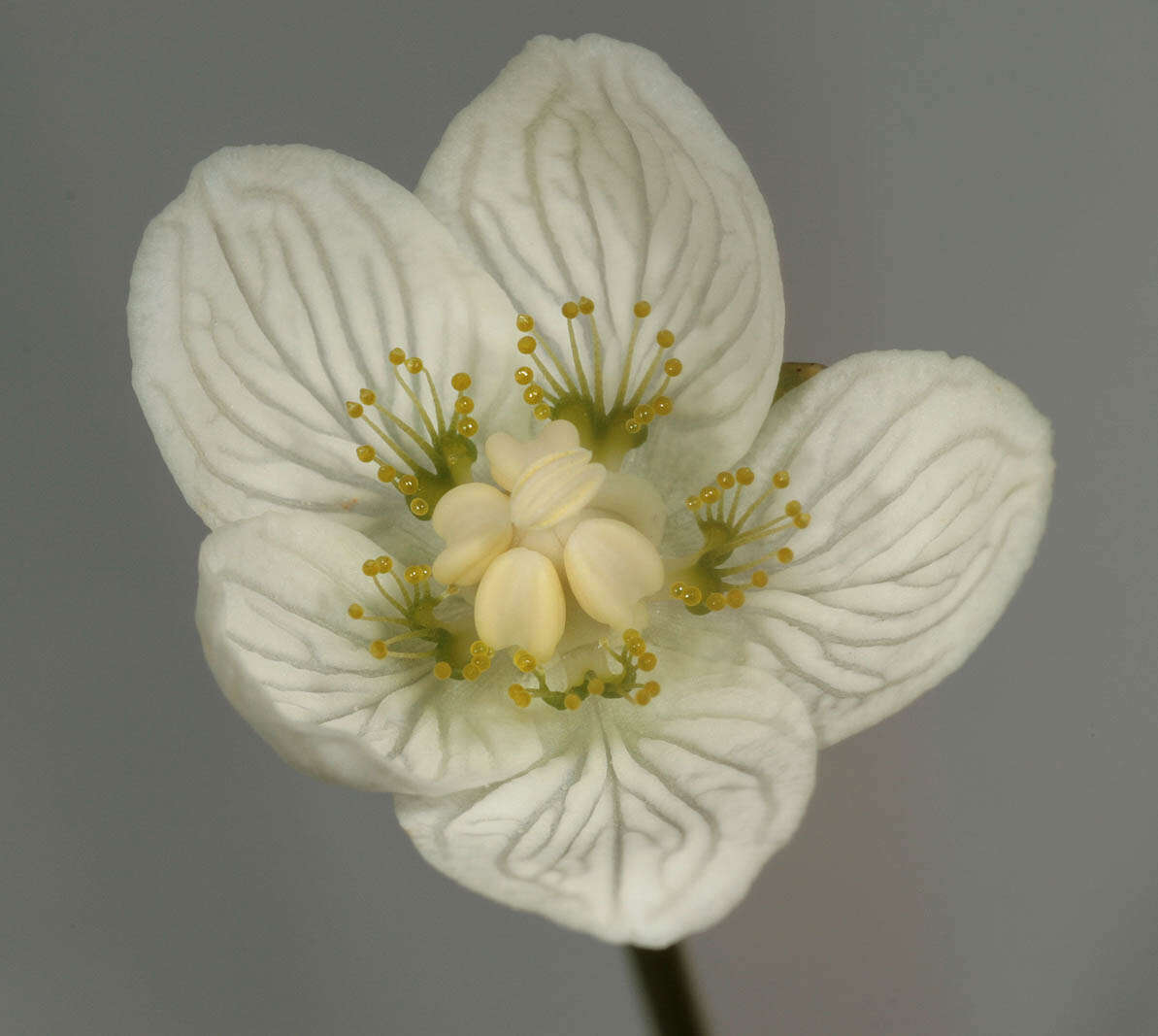 Image of Parnassiaceae