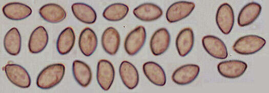 Image of Inocybe griseolilacina J. E. Lange 1917