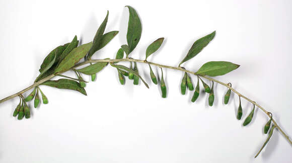 Image of matrimony vine