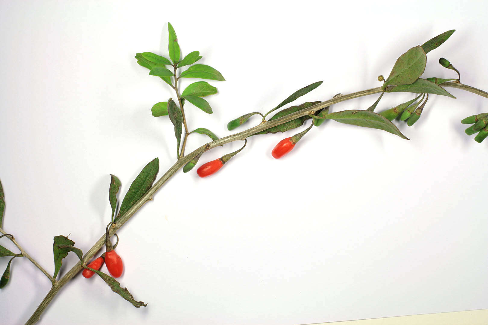 Image of matrimony vine